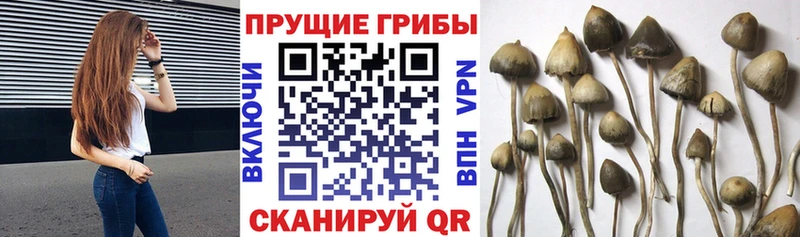 Галлюциногенные грибы мицелий  купить закладку  Спасск 